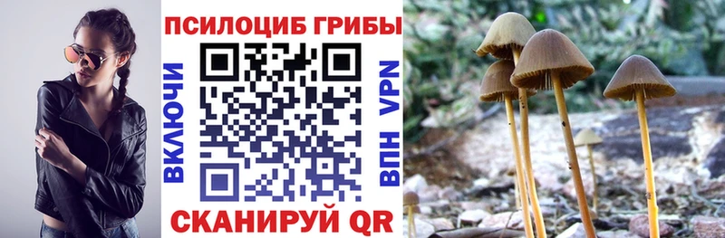 Галлюциногенные грибы Psilocybine cubensis  Купить закладки  Нововоронеж 